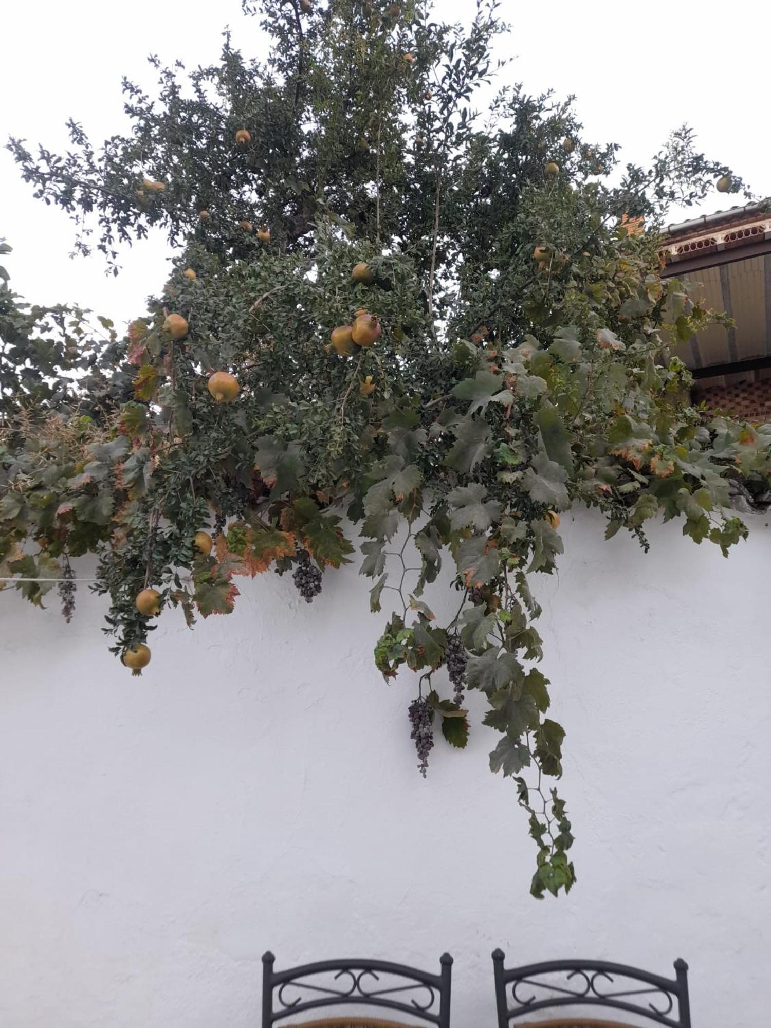 El Molino De Aceite Villa Baeza Bagian luar foto